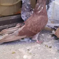 کبوتر پرشی|پرنده|پردیس, فاز ۲|دیوار