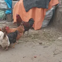 مرع محلی تخم گذار