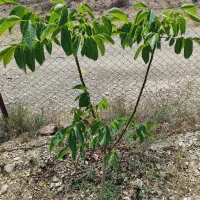 فروش ۵۰۰ متری در دماوند وادان سند تک برگ|فروش دفتر صنعتی، کشاورزی، تجاری|دماوند, دماوند|دیوار