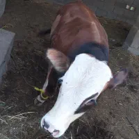 گاو و گوساله نر سیمیتال