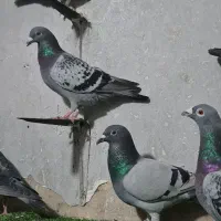 ۱۵ تا پلاکی