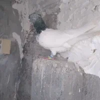 دوتا عدد پرشی