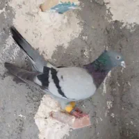 پرنده کبوتر