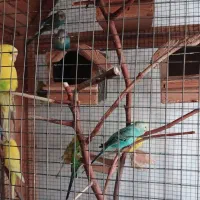 پرنده مرغ عشق