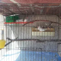 قفس با پرنده فنچ زبرا