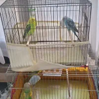 مرغ عشق ۳ تا ماده ۱ نر