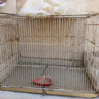 قفس پرنده