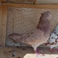 کبوتر نوک ریز زرد شکلاتی سرور|پرنده|اصفهان, بهارانچی|دیوار