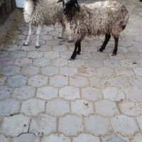 دو عدد بره|حیوانات مزرعه|کاشان, دشت لتحر|دیوار