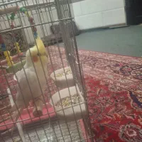 عروس هلندی