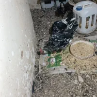 توتک مرغ و خروس