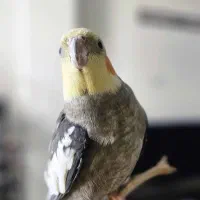 عروس هلندی نرو ماده|پرنده|باسمنج, |دیوار