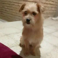 پاپی زیبا|سگ|مشهد, کشف|دیوار