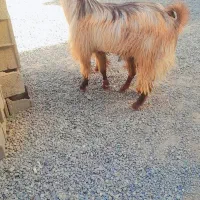 گوسفند نر