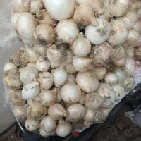 پیاز سفیدسیری وزرد تبریزی