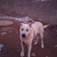 سگ سراب|سگ|قیدار, |دیوار