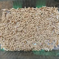 میلورم سوپر ورم زنده خشک|خزنده|اهواز, نادری|دیوار