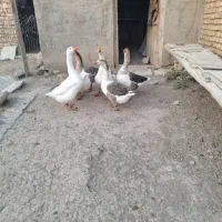 فروش غاز معمولی وقو غاز