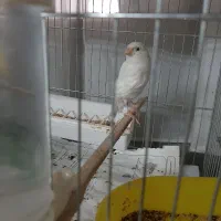 قناری نرقرص بخون وماده اماده جفت