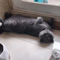 گربه اسکاتیش ۱۰ ماهه ماده نازوبغلی کاملا تربیت شده