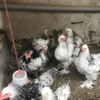 جوجه برهما ۴ماهه