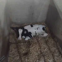 گوساله نرشیرخوار از1روزه تا60روزه