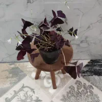 انواع گل|گل و گیاه طبیعی|اردبیل, |دیوار