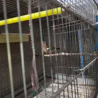 سهره جنگلی آواز خوان