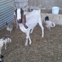 بز باکره|حیوانات مزرعه|بهبهان, |دیوار