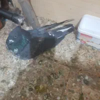 دوتاکفتره فروشی هردوگرفتنی|پرنده|اشترینان, |دیوار