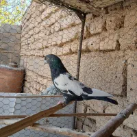 شیش عدد حیون نامبروان|پرنده|شازند, |دیوار