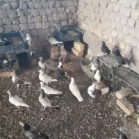 کفتر گرفتنی پرشی قم|پرنده|رباط‌کریم, رباط‌کریم|دیوار