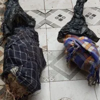 نخل برحی|گل و گیاه طبیعی|آبادان, |دیوار