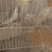 جفت عروس هلندی