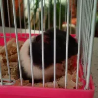 همستر|موش و خرگوش|کرج, شهرک یاس شمالی|دیوار