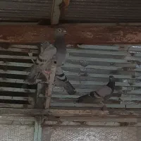 مفلق پلاکی