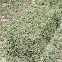 یونجه چین دوم