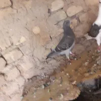 کبوتر پرشی و مسافتی