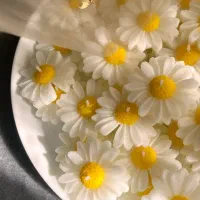 شمع بابونه(عمده)