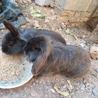 بچه خرگوش لوپ اندازه یک کف دست|موش و خرگوش|گناباد, |دیوار