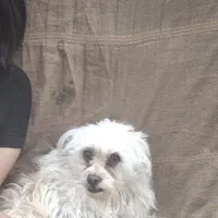 سگ گمشده|سگ|بم, |دیوار