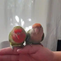 طوطی برزیلی|پرنده|پیشوا, |دیوار