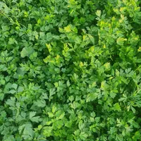 فروش سبزی  خورشتی. نعناع وریان حانه|خوردنی و آشامیدنی|اسلام‌‌آباد غرب, |دیوار