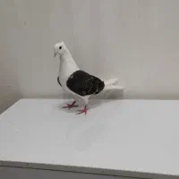 کبوتر دوکتی