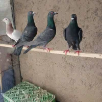 هفت رنگ خطی زیل