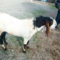 نری|حیوانات مزرعه|رودخانه, |دیوار