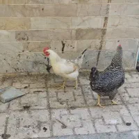 مرغ گلپایگان