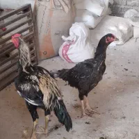 مرغ وخروس لاری