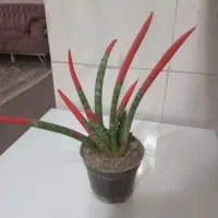 گل‌مینیمال‌بندانگشتی|گل و گیاه طبیعی|رباط‌کریم, مسکن مهر آبشناسان|دیوار