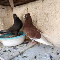 کبوتر پرشی تهرانی|پرنده|مسجد سلیمان, |دیوار